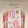 Rebuild Your Body 2016 Muscular System1 » Courses[GB]