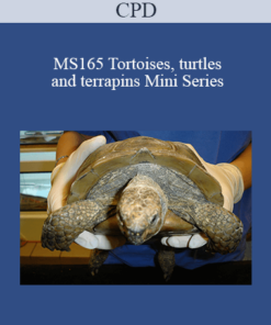 CPD - MS165 Tortoises