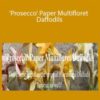 Amity Katharine Libby – ‘Prosecco’ Paper Multifloret Daffodils
