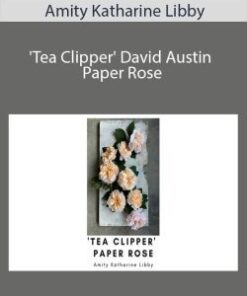 Amity Katharine Libby – ‘Tea Clipper’ David Austin Paper Rose